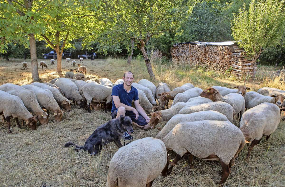 Ingersheim: Schafe liefern Langzeitdünger