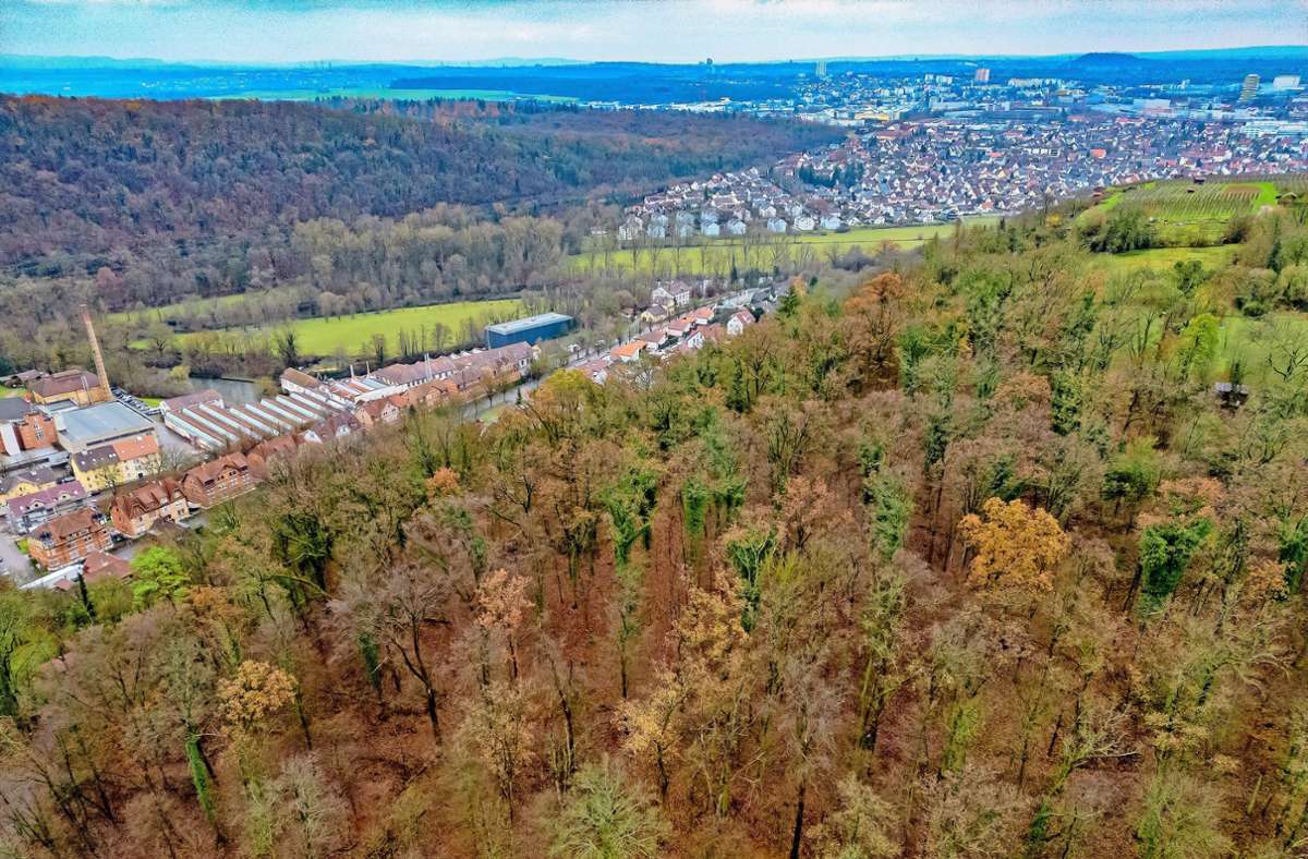 Stadtwald in Bietigheim-Bissingen: Die Esche bleibt das Sorgenkind