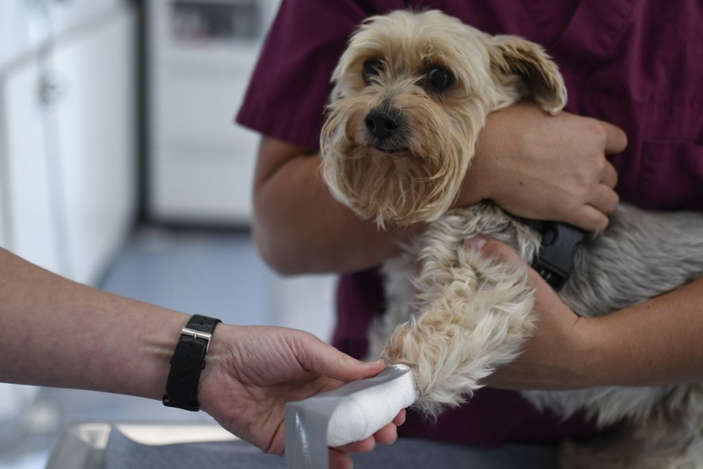 Tierärzte: Notdienstgebühr greift seit Februar