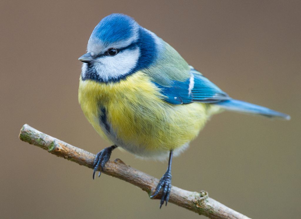 Vogelzählung: Blaumeisen stehen besonders im Blickpunkt