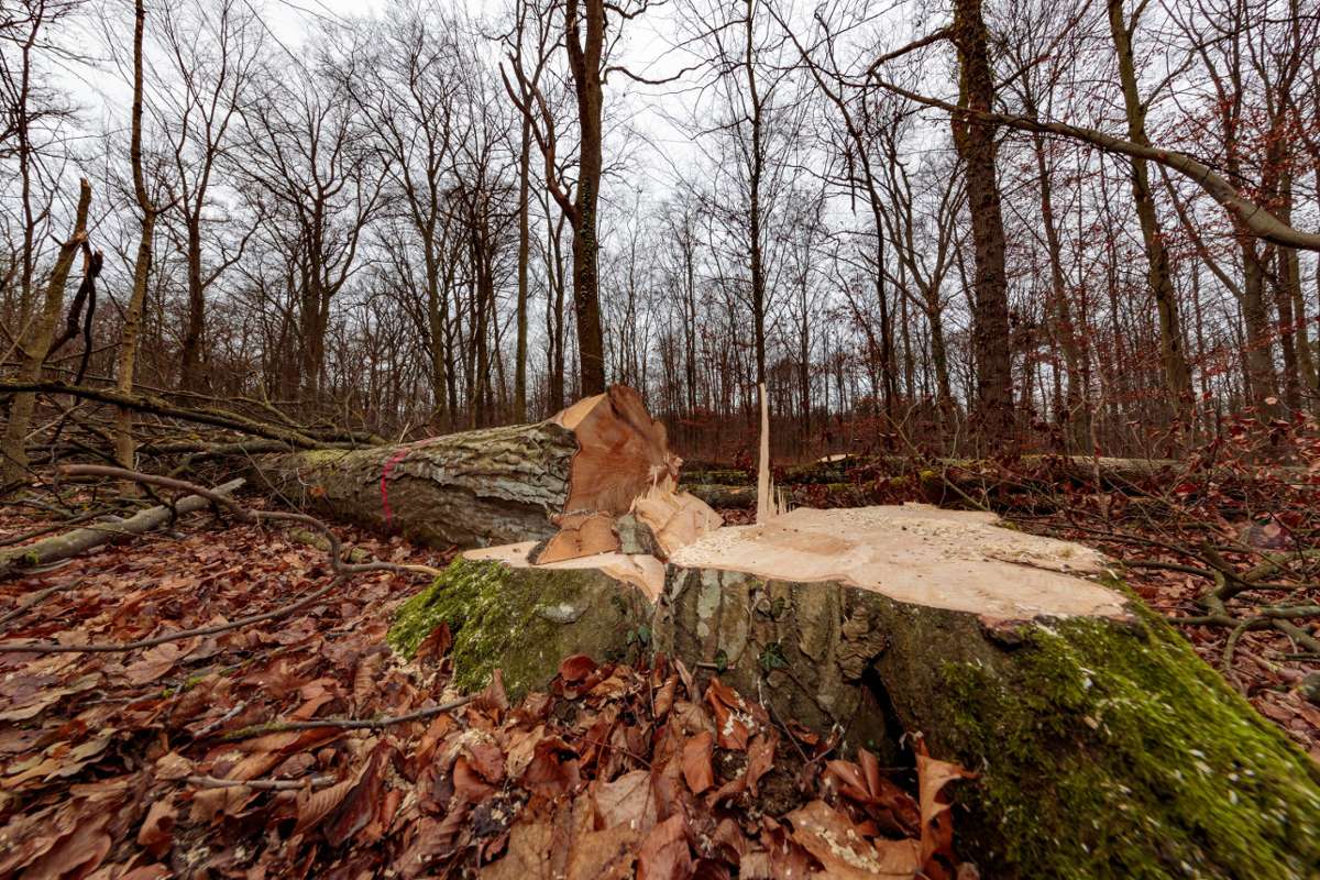 Ingersheim rechnet mit 28 500 Euro Erlös im Wald: Dünnes Rechnungsergebnis