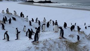 Tiere: Vogelgrippe erreicht erstmals das antarktische Festland
