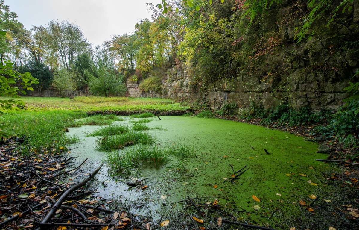 Landschaftspflege in Bietigheim-Bissingen: Mit den Biotopflächen wachsen die Kosten