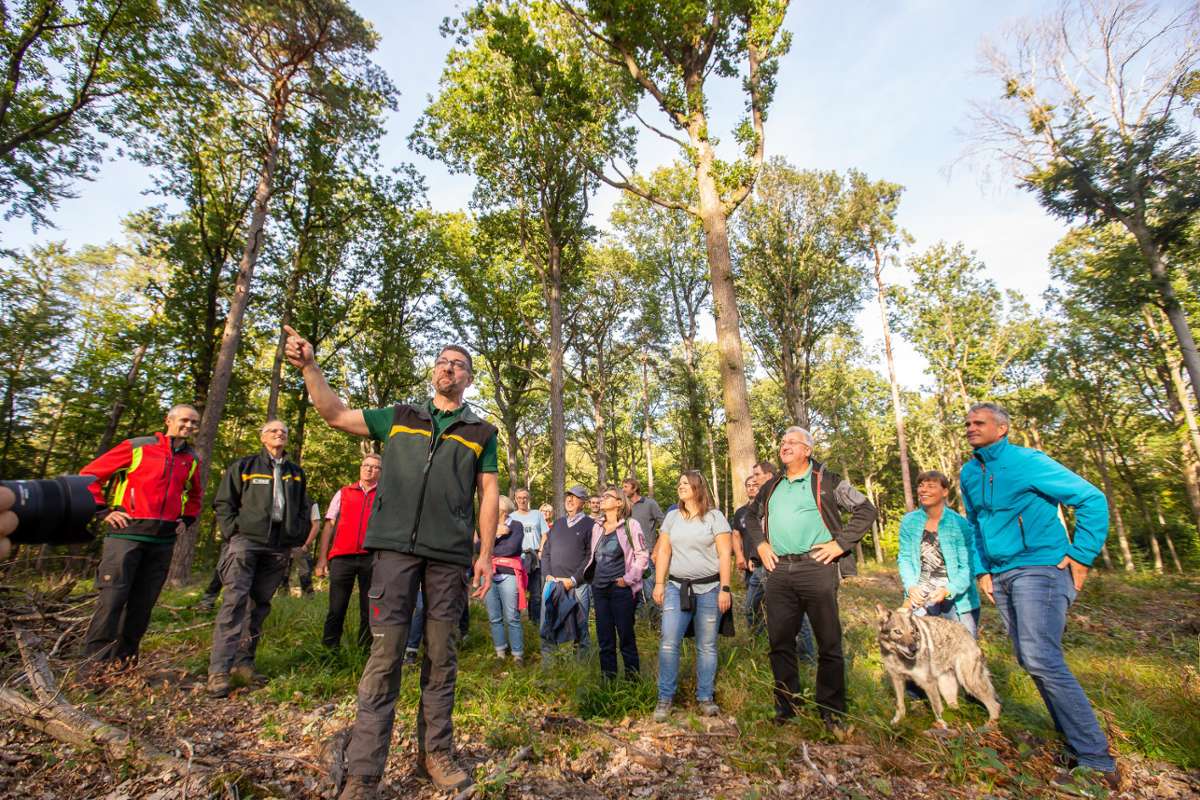 Die Stadt Sachsenheim pflegt vor allem hitzeresistente Bäume: Eichenbäume als Klimaschützer