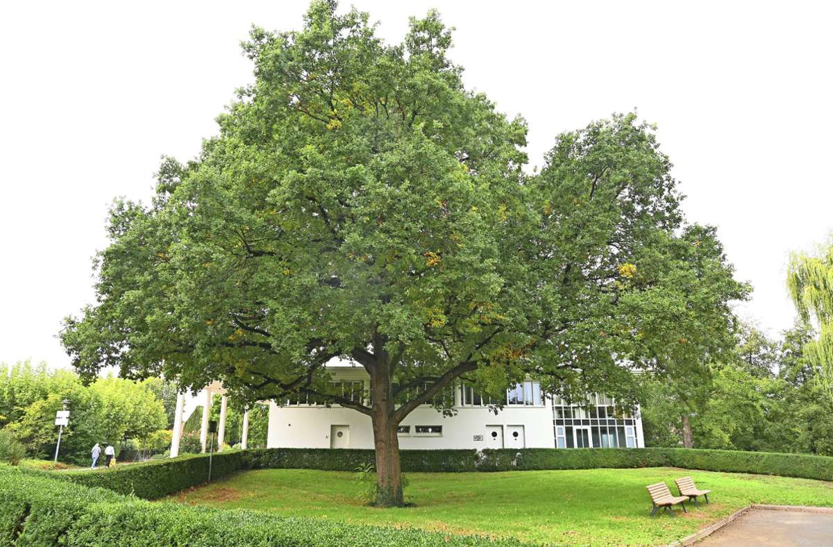 Baumschutz in Bietigheim-Bissingen: 1,2 Millionen Euro ist ein Baumriese wert