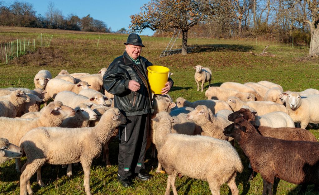 Schafe: Der zweite Winter ohne Unterstand