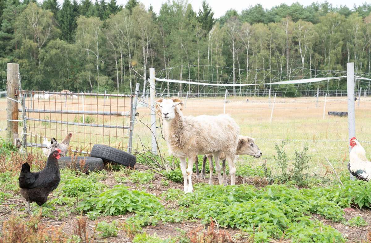 Brutale Tierquälerei in Besigheim: Hühner geköpft, Schafe gefesselt –  und in der Enz versenkt