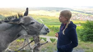 Drei Mal pro Woche mit Eseln spazieren gehen: Zwei Esel als Attraktion in Horrheim