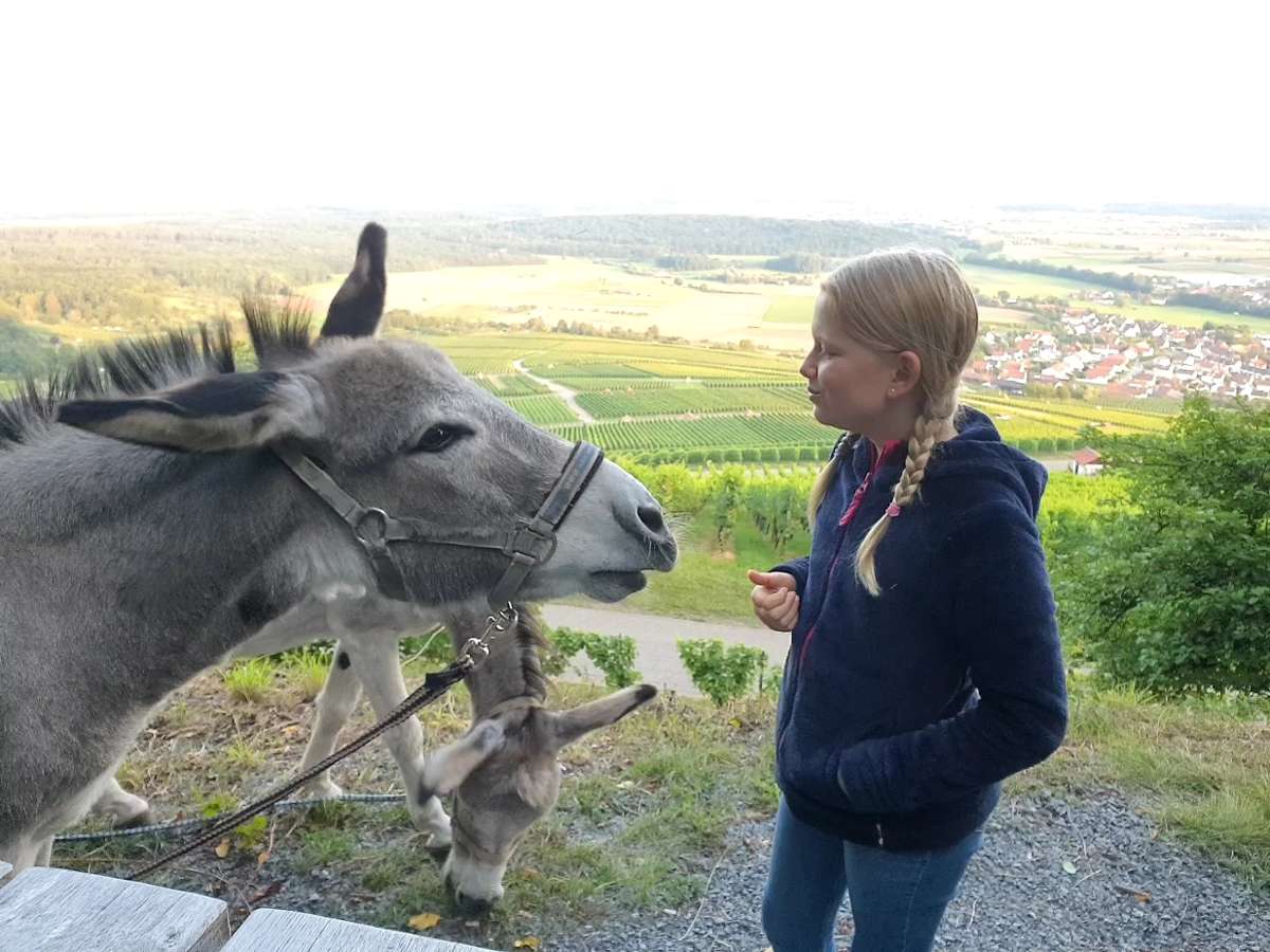 Drei Mal pro Woche mit Eseln spazieren gehen: Zwei Esel als Attraktion in Horrheim