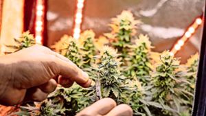 Künftig  soll es ab 18 Jahren erlaubt sein, bis zu 30 Gramm Cannabis und   zwei Pflanzen legal zu besitzen. Als Marihuana oder Gras werden die Blüten der weiblichen Hanfpflanze bezeichnet. Foto: IMAGO