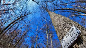 Besigheimer Waldwirtschaftsplan genehmigt: „Der Wald braucht auch mal Zeit“
