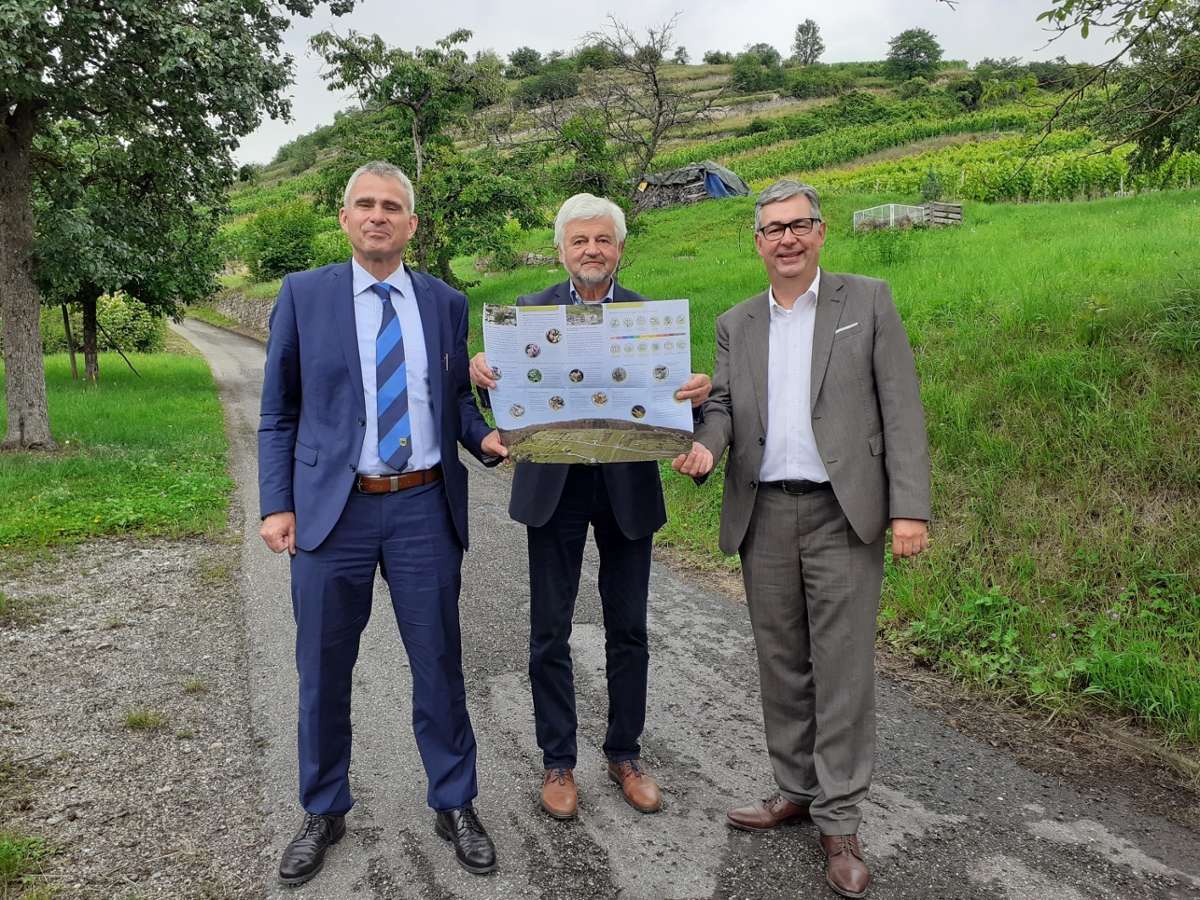 Sachsenheim: Weinbau und Naturschutz im Einklang