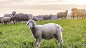 Nicht jedem Schaf geht es so gut, wie diesen. In Remseck machte das Landratsamt nun eine erschreckende Entdeckung. Foto: IMAGO//Arnulf Hettrich